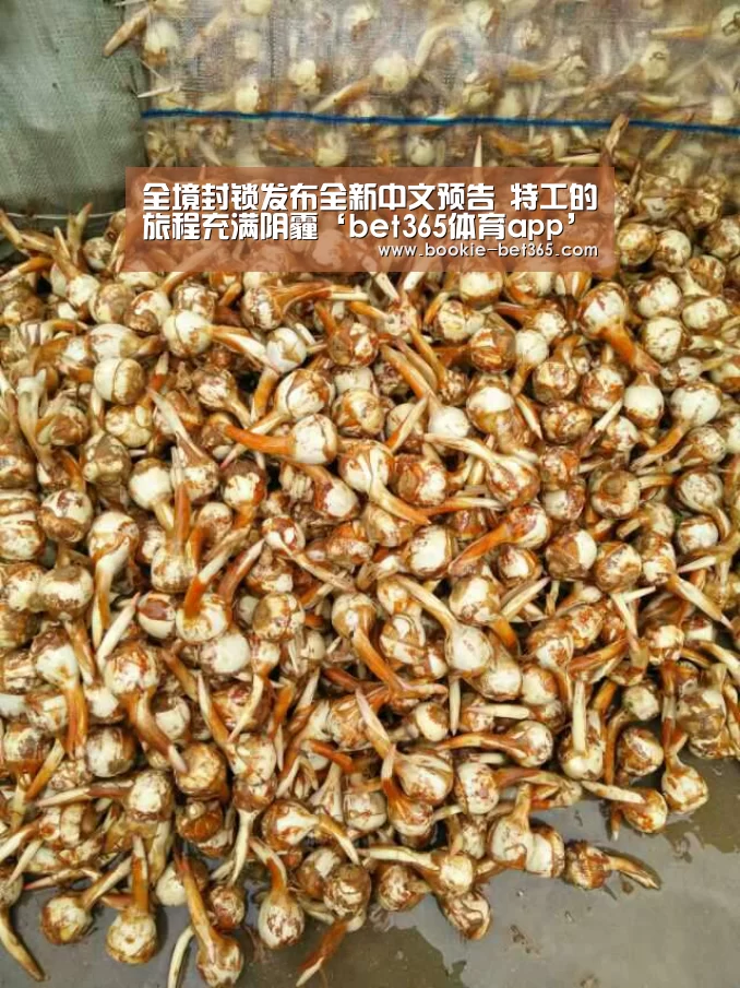 全境封锁发布全新中文预告 特工的旅程充满阴霾‘bet365体育app’(图1) bet365体育在线
